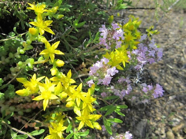 Легендарній запорізькій острів вражає травневим різнобарвним цвітом - фото 5