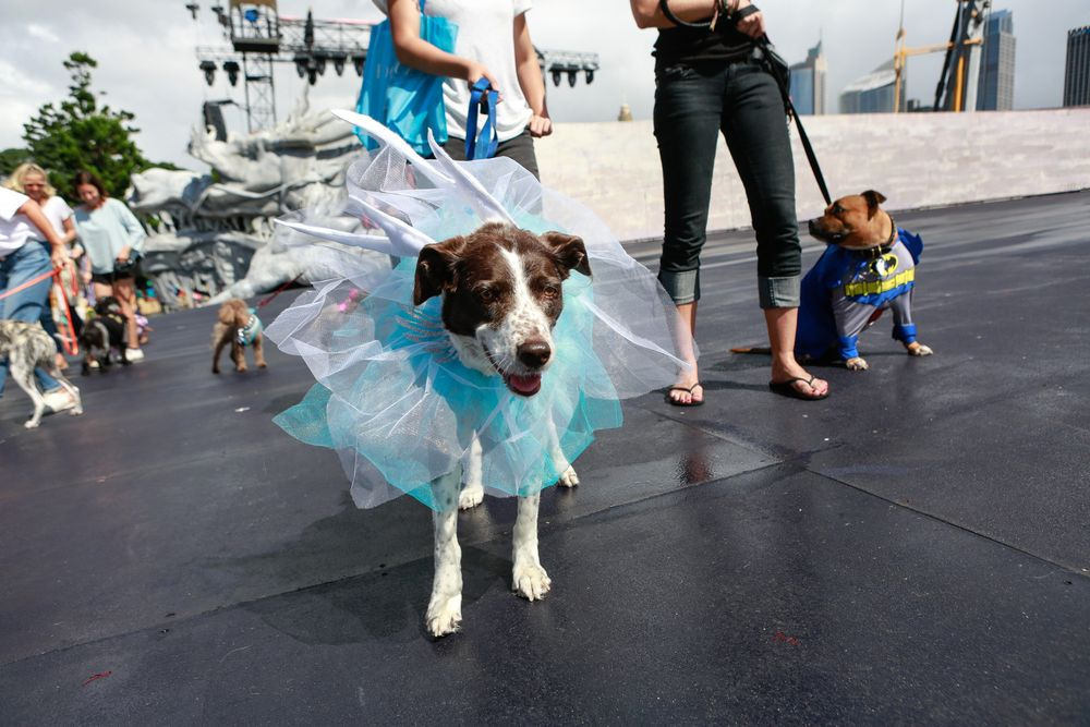 Як у Австралії собаки в костюмах до опери ходили - фото 1