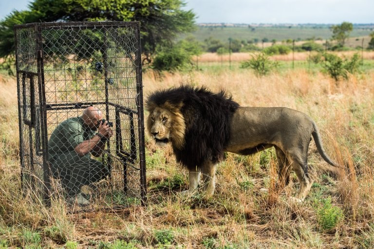 Повелитель левів: як чоловік дружить із левами  - фото 2