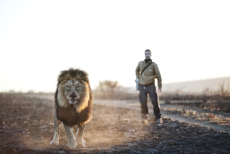 Повелитель левів: як чоловік дружить із левами  - фото 1