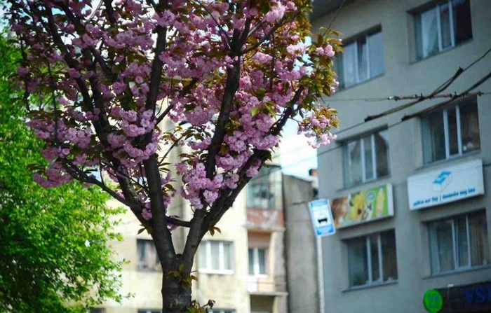 Львів потобає у неймовірному цвіті й ароматі сакур  - фото 3