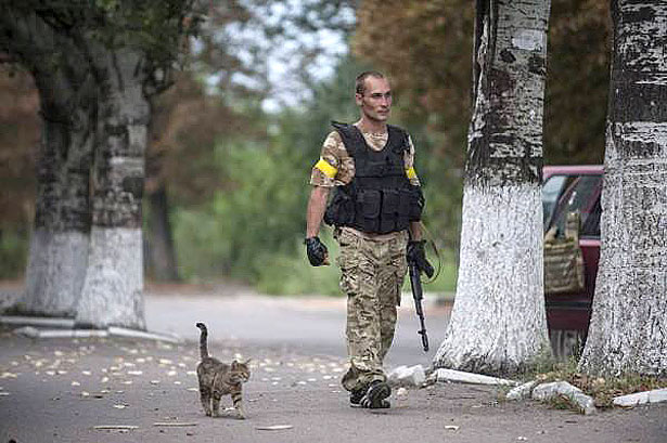Душевні фото. Коти-укропи на війні (ФОТО) - фото 12