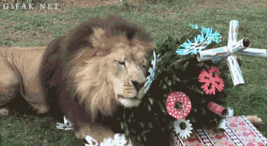 Пухнастики, які оголосили «війну» Новому року та Різдву - фото 15