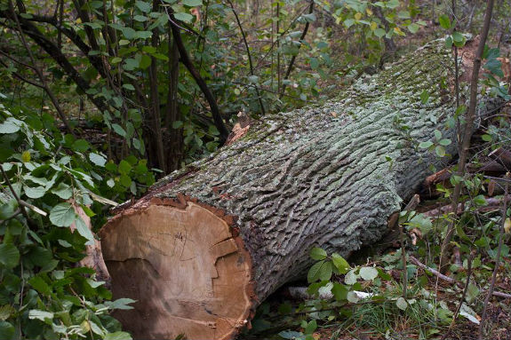 Активісти заявляють про варварську вирубку дерев у Святошинському лісі  - фото 3