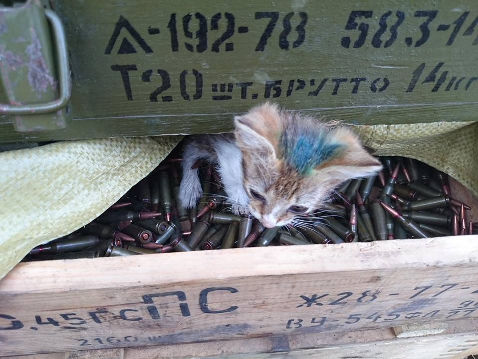 До Міжнародного дня котів: Як мурчики рятують Україну - фото 11