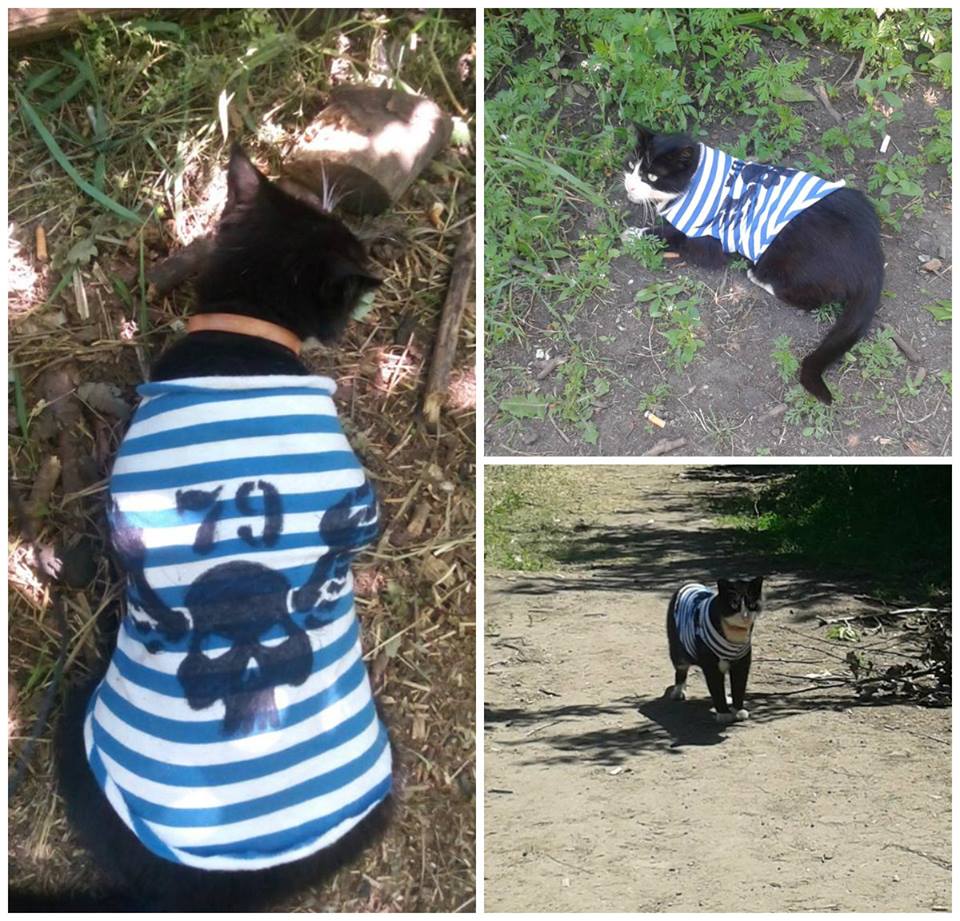 До Міжнародного дня котів: Як мурчики рятують Україну - фото 13