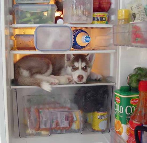Як смішно домашні тварини рятуються від спеки у холодильнику - фото 1