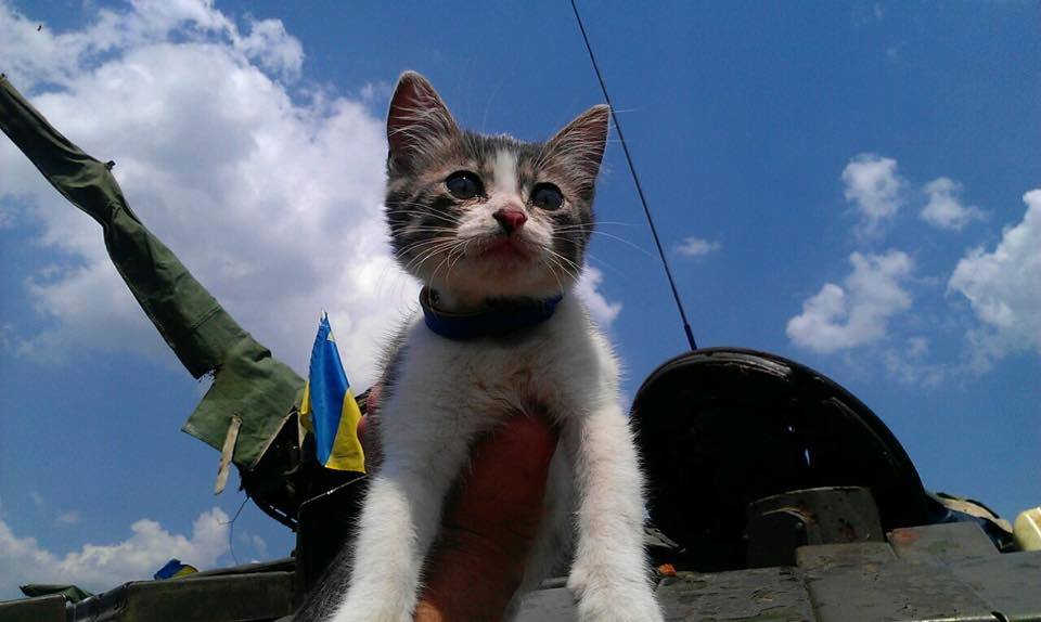 До Міжнародного дня котів: Як мурчики рятують Україну - фото 10