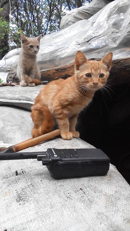 До Міжнародного дня котів: Як мурчики рятують Україну - фото 9