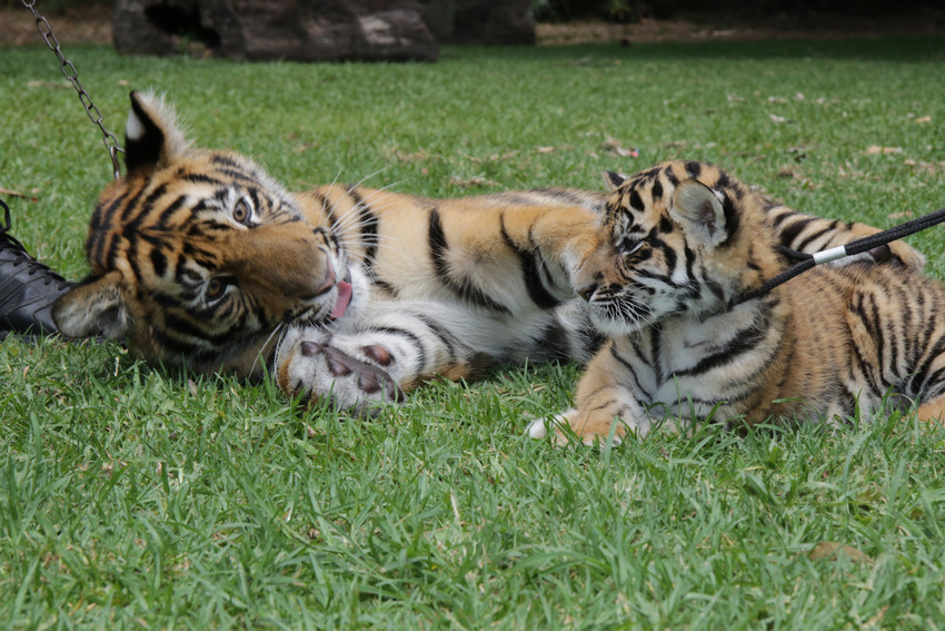Як двоє неймовірних тигренят оселилися в Австралії  - фото 1