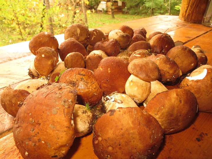 Кселарія, квочка, мухомор Цезаря: Що ви ще не знаєте про карпатські гриби  - фото 7