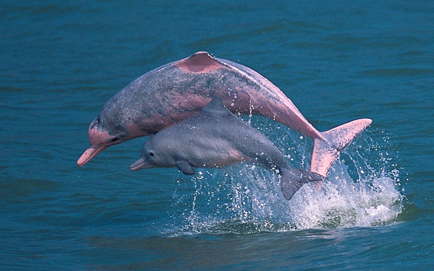 ТОП-20 кумедних та моторошних випадків з китами та делфінами - фото 10