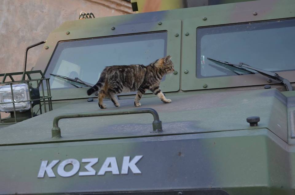 До Міжнародного дня котів: Як мурчики рятують Україну - фото 3