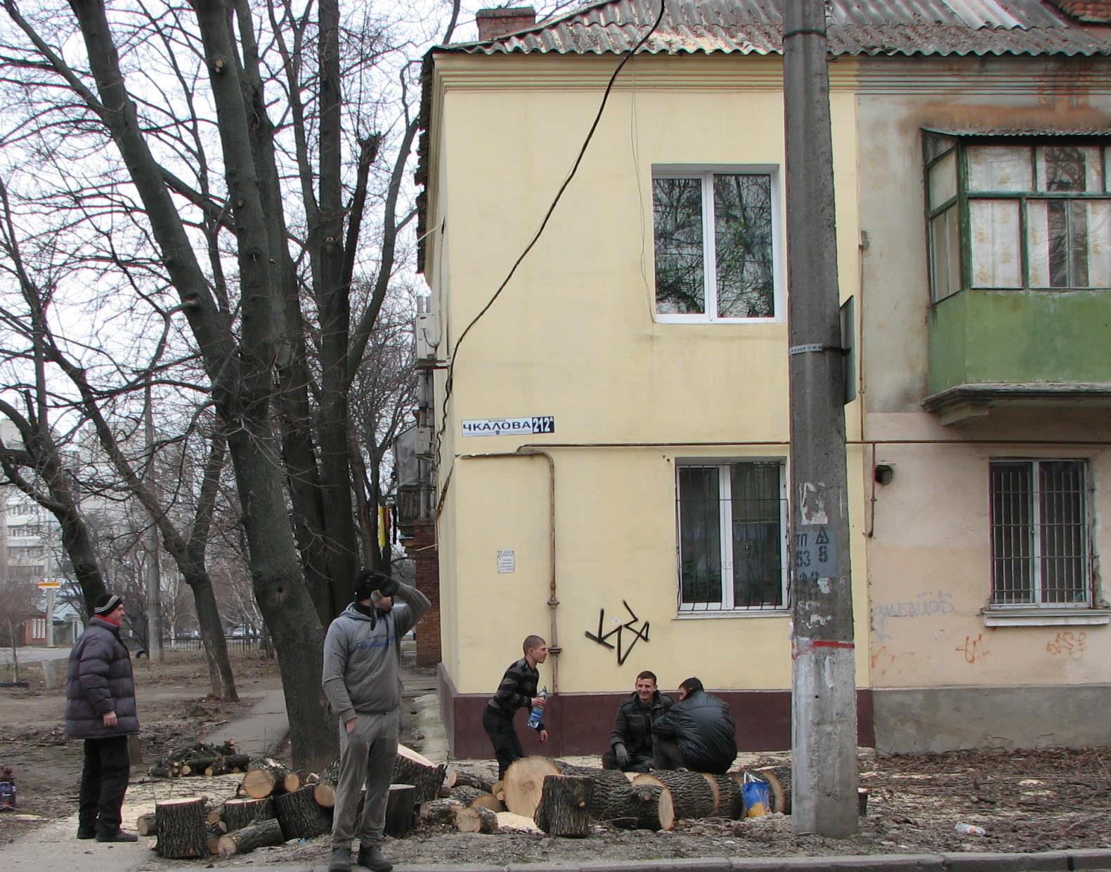 У Миколаєві продовжують пиляти на дрова здорові дерева - фото 3