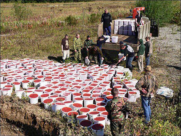 На Камчатці знищили більше чотирьох тонн свіжої червоної ікри (ФОТО) - фото 1