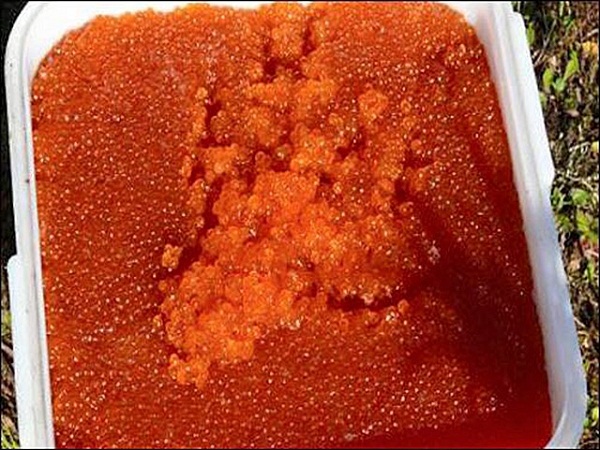 На Камчатці знищили більше чотирьох тонн свіжої червоної ікри (ФОТО) - фото 2