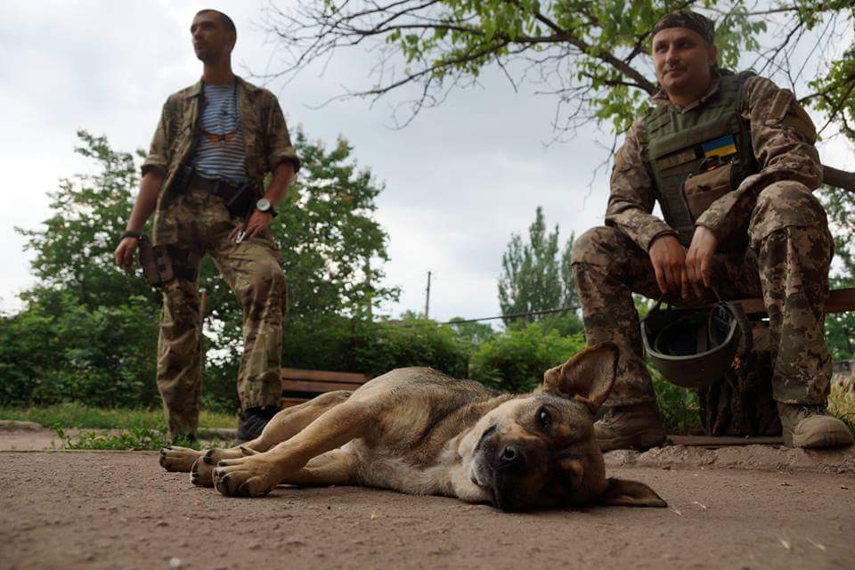 Чим займаються на Донбасі найкращі друзі бійців АТО - 2 - фото 13