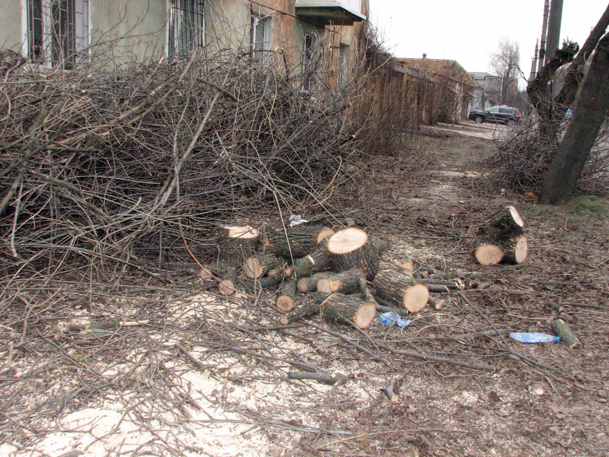 У Миколаєві продовжують пиляти на дрова здорові дерева - фото 1
