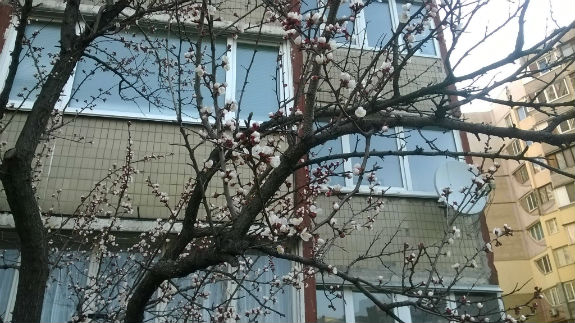 "Спекотний" квітень: у Києві зацвіли абрикосові дерева - фото 1