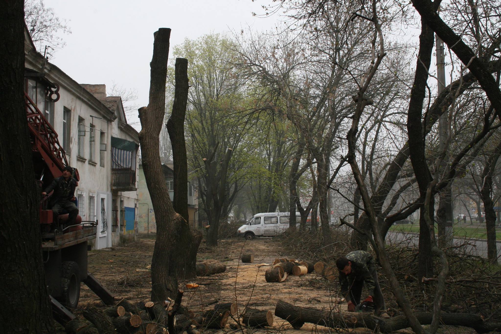 У Миколаєві під виглядом кронування дерева пиляють на дрова - фото 2