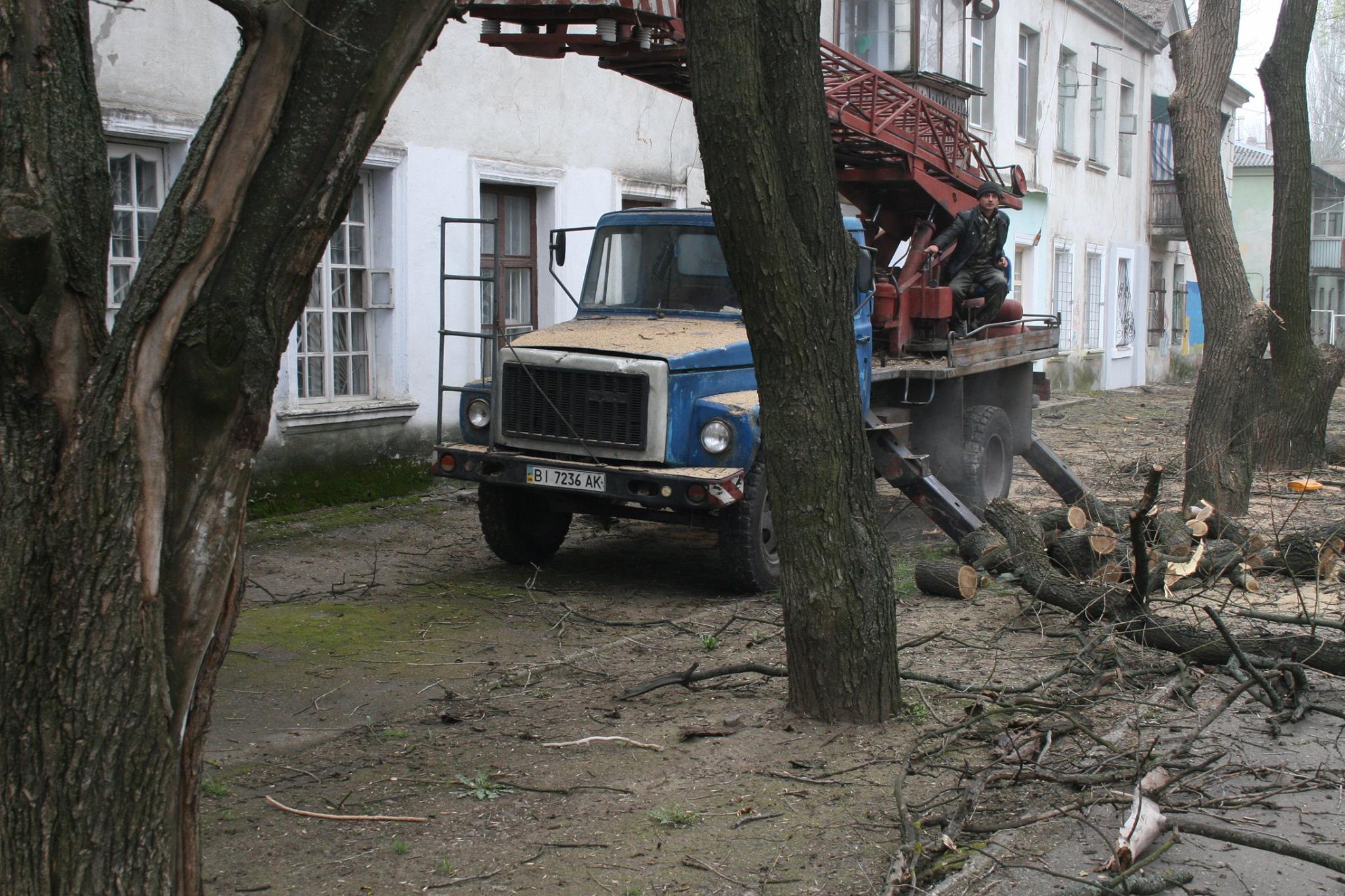 У Миколаєві під виглядом кронування дерева пиляють на дрова - фото 3