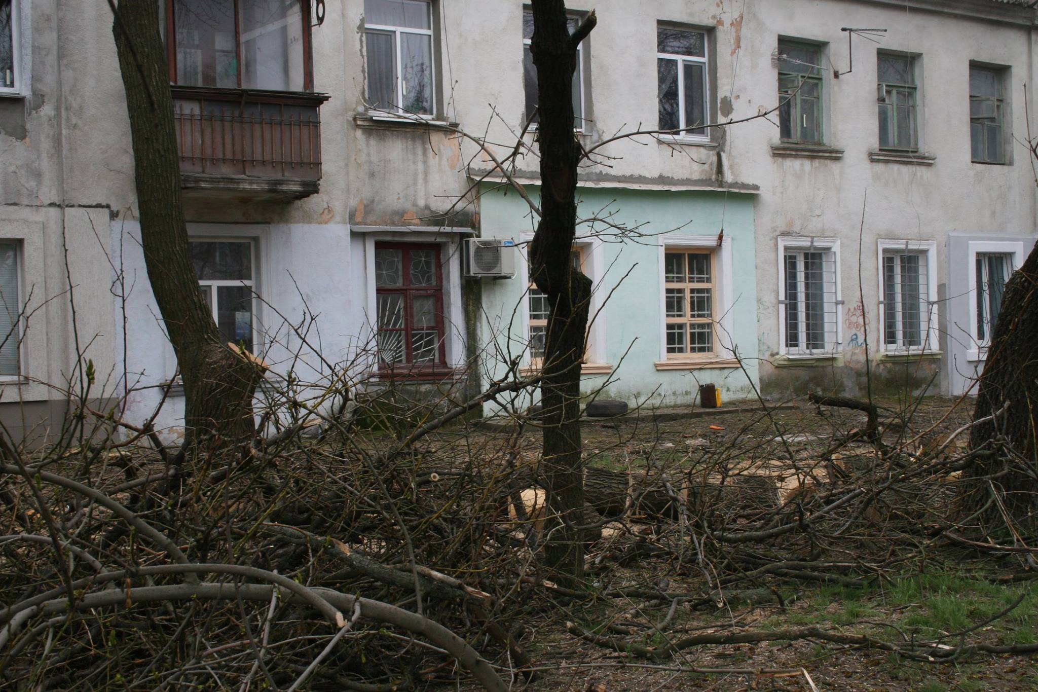 У Миколаєві під виглядом кронування дерева пиляють на дрова - фото 1