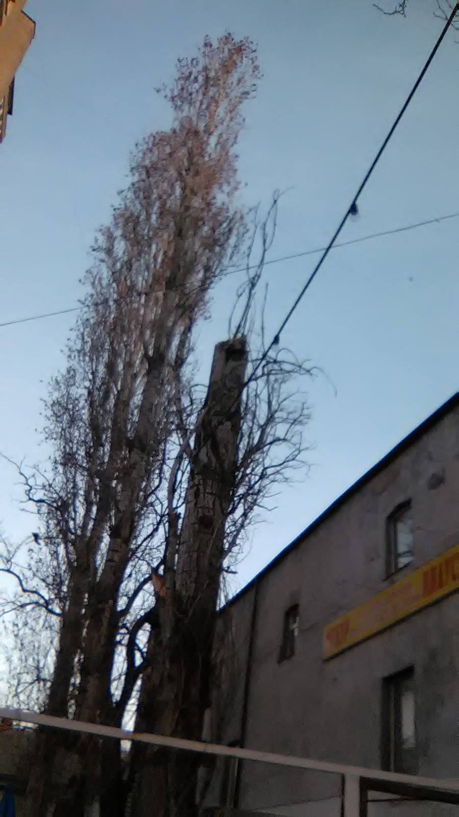 Повилазило: у Миколаєві комунальники два тижні не бачили поламаного дерева - фото 2