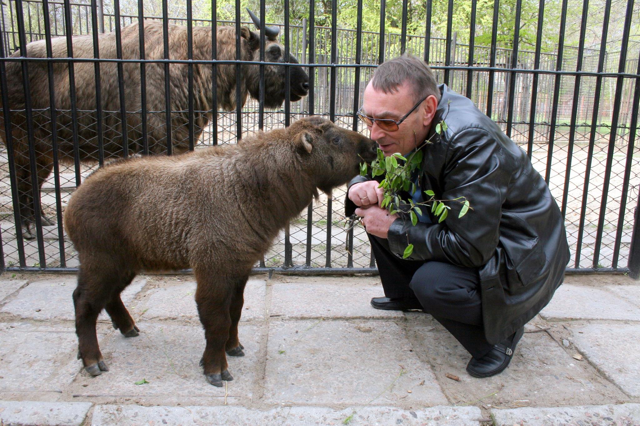 У Миколаївському зоопарку підріс перший український "газелебик" - фото 1
