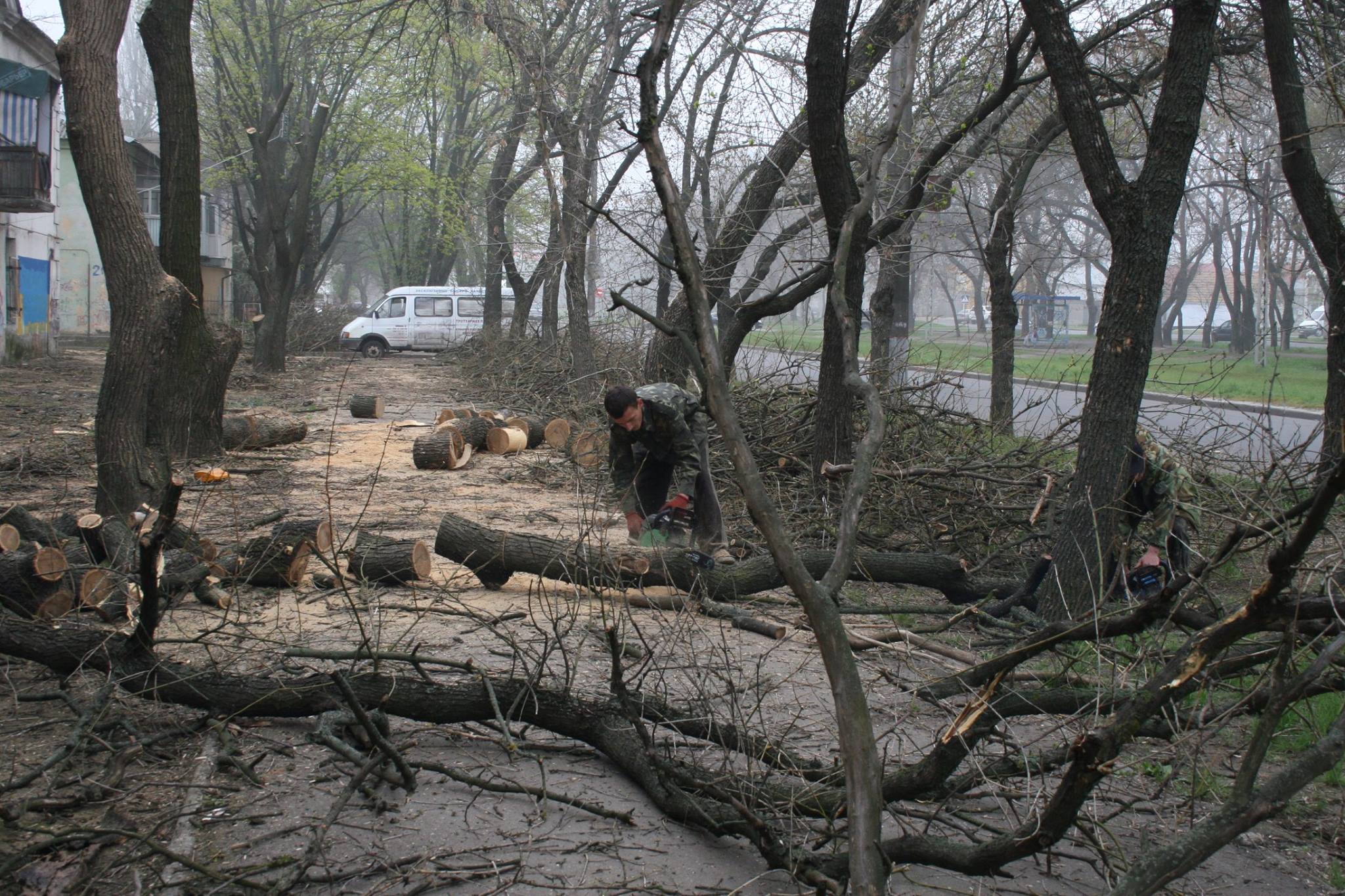 У Миколаєві під виглядом кронування дерева пиляють на дрова - фото 5