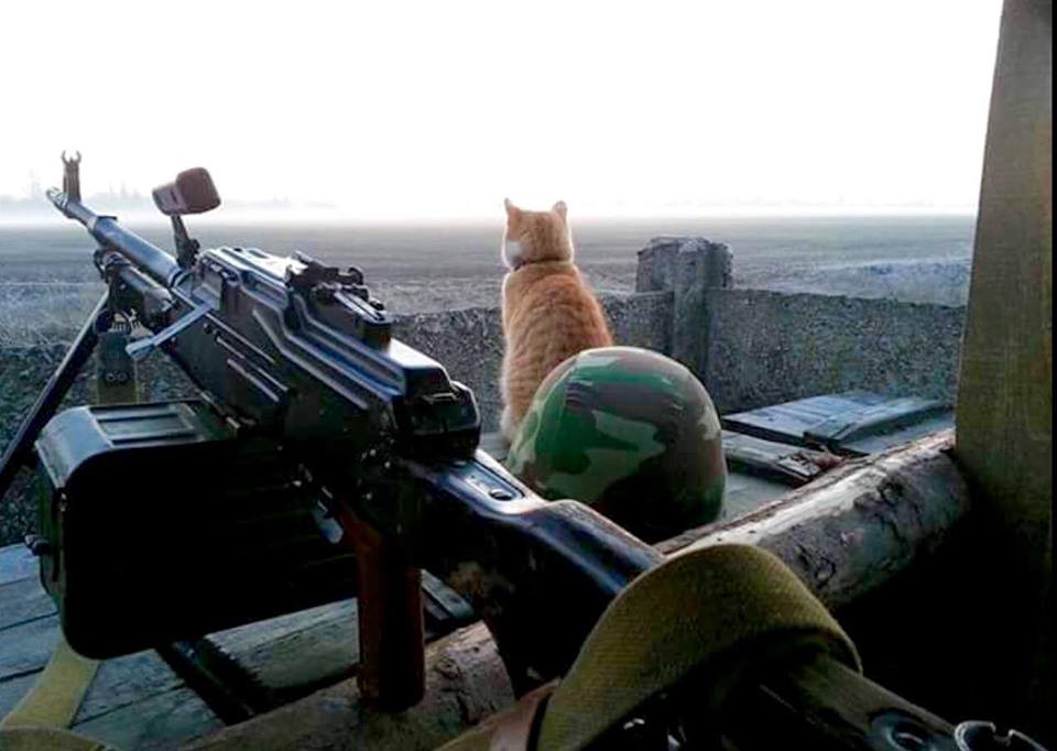 Мімішні бійці: Коти-кулеметники в АТО - фото 1