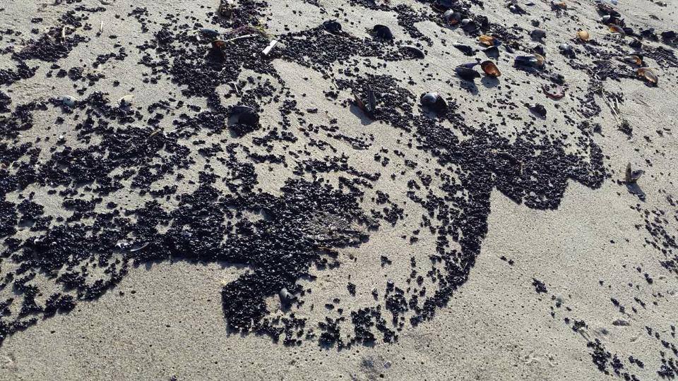 Узбережжя Коблево вкрилось плямами нафти - фото 1