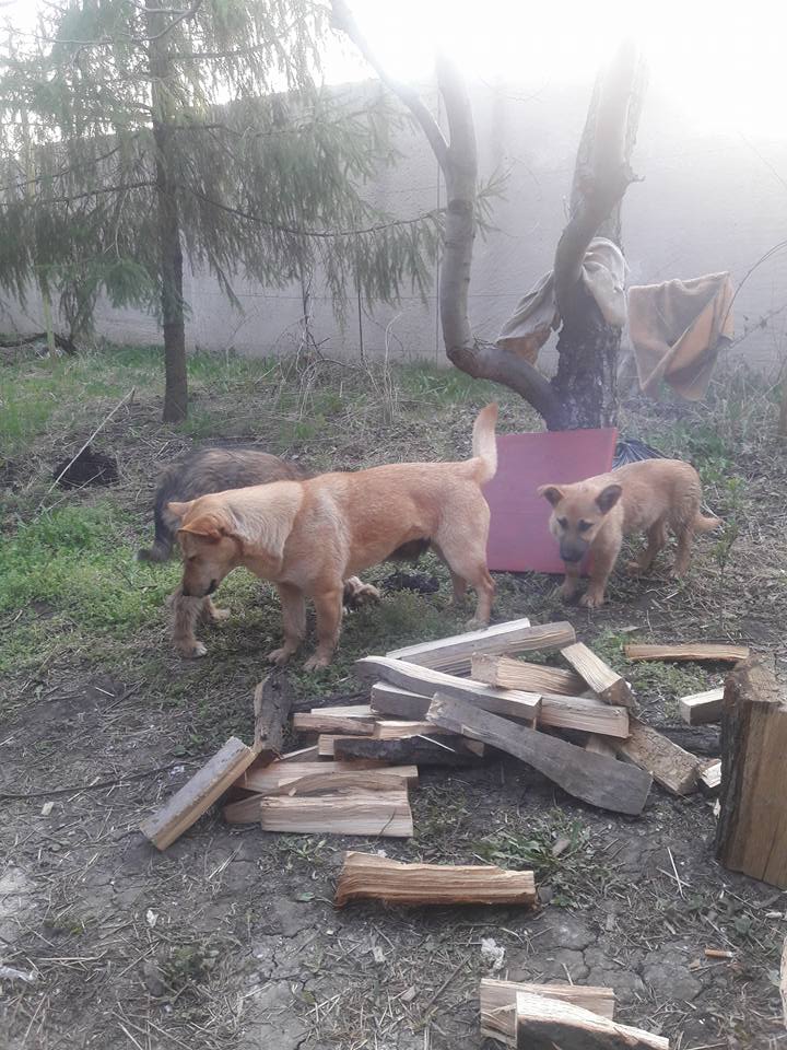 Миколаївські волонтери похизувались фото фронтових котів та собак в зоні АТО - фото 5