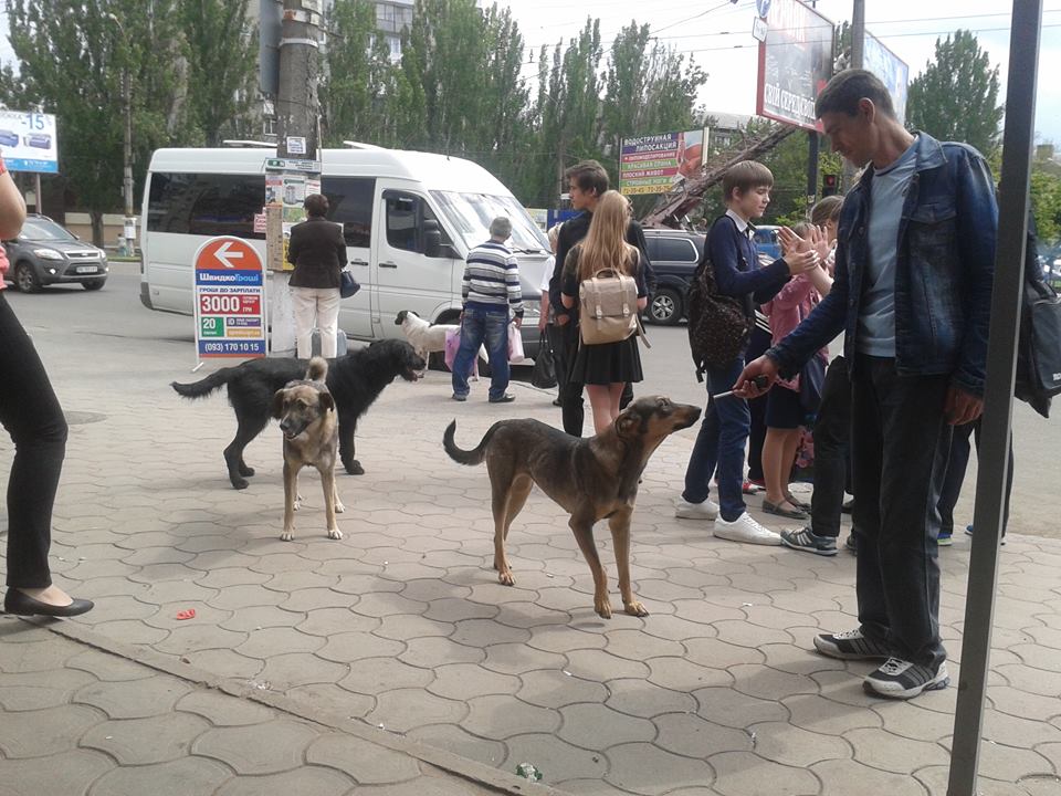 Куди у Миколаєві краще не потикатись, щоб не стати обідом для собак - фото 4
