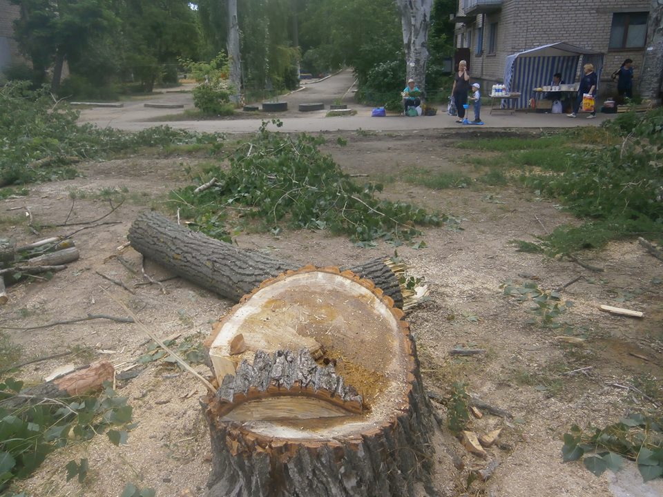 У Миколаєві знову вирубили живі дерева