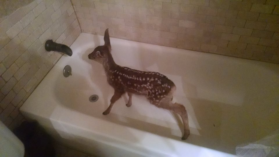 Як оленятко самостійно приймає ванну у квартирі - фото 1