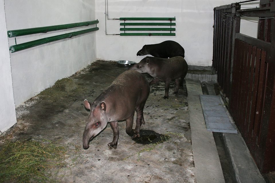 У Миколаївському зоопарку з'явилися тварини, яких не було більше десяти років