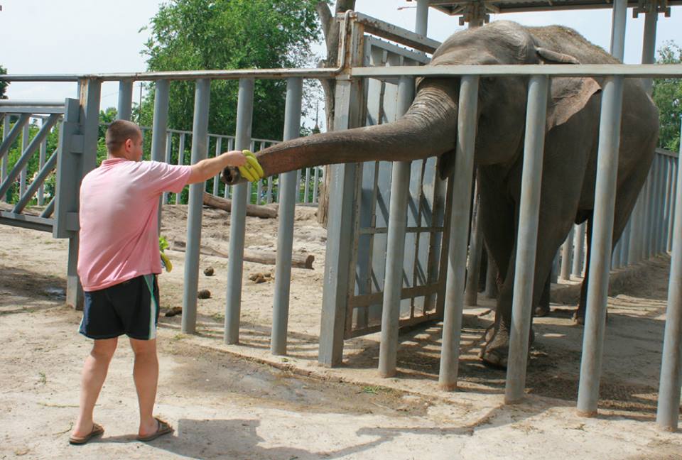 У харківському зоопарку відсвяткували День слонів - фото 2
