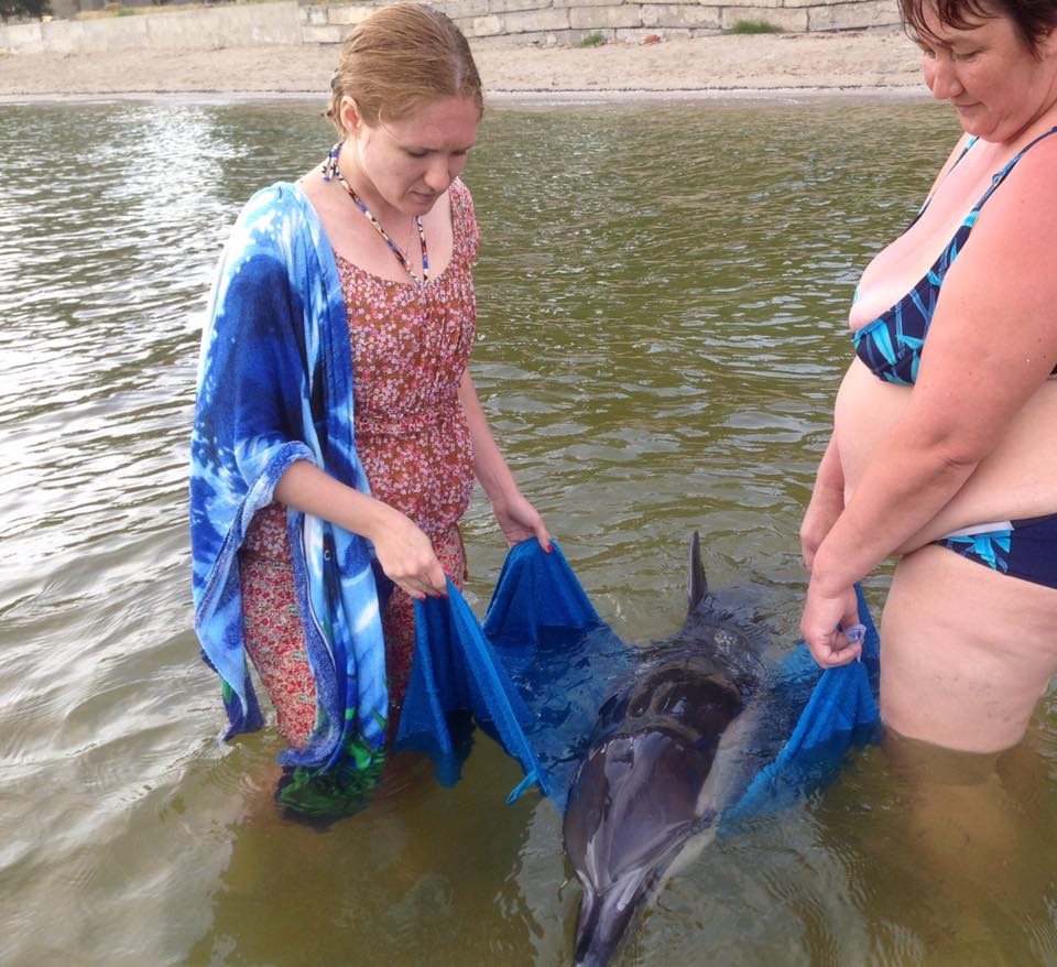 На Миколаївському курорті відпочивальники врятували дельфіна - фото 2