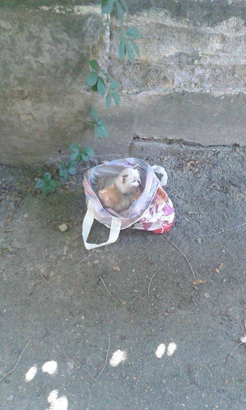 У Миколаєві біля проїзної частини викинули кошенят у пакеті