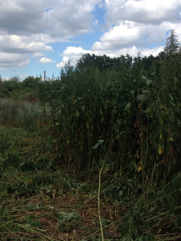 На Харківщині поблизу кордону з Росією виявили плантацію коноплі - фото 1