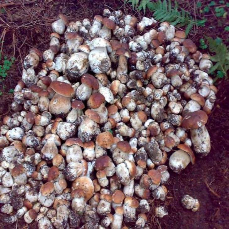 Як Карпати дразнять туристів грибами - фото 1