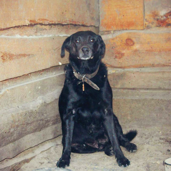 Невигадана історія: Як вірний пес захищав свою померлу господарку  - фото 1