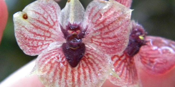 Чому новий вид орхідей назвали "диявольський" - фото 1