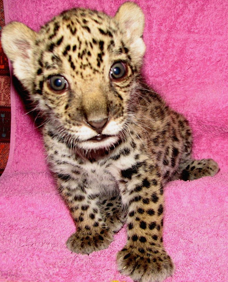 У Миколаївському зоопарку з кошеням ягуара в декрет пішла ветеринар