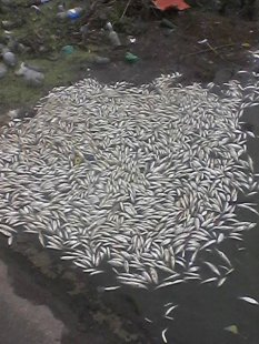 У "Сумському морі" масово гине риба - фото 1