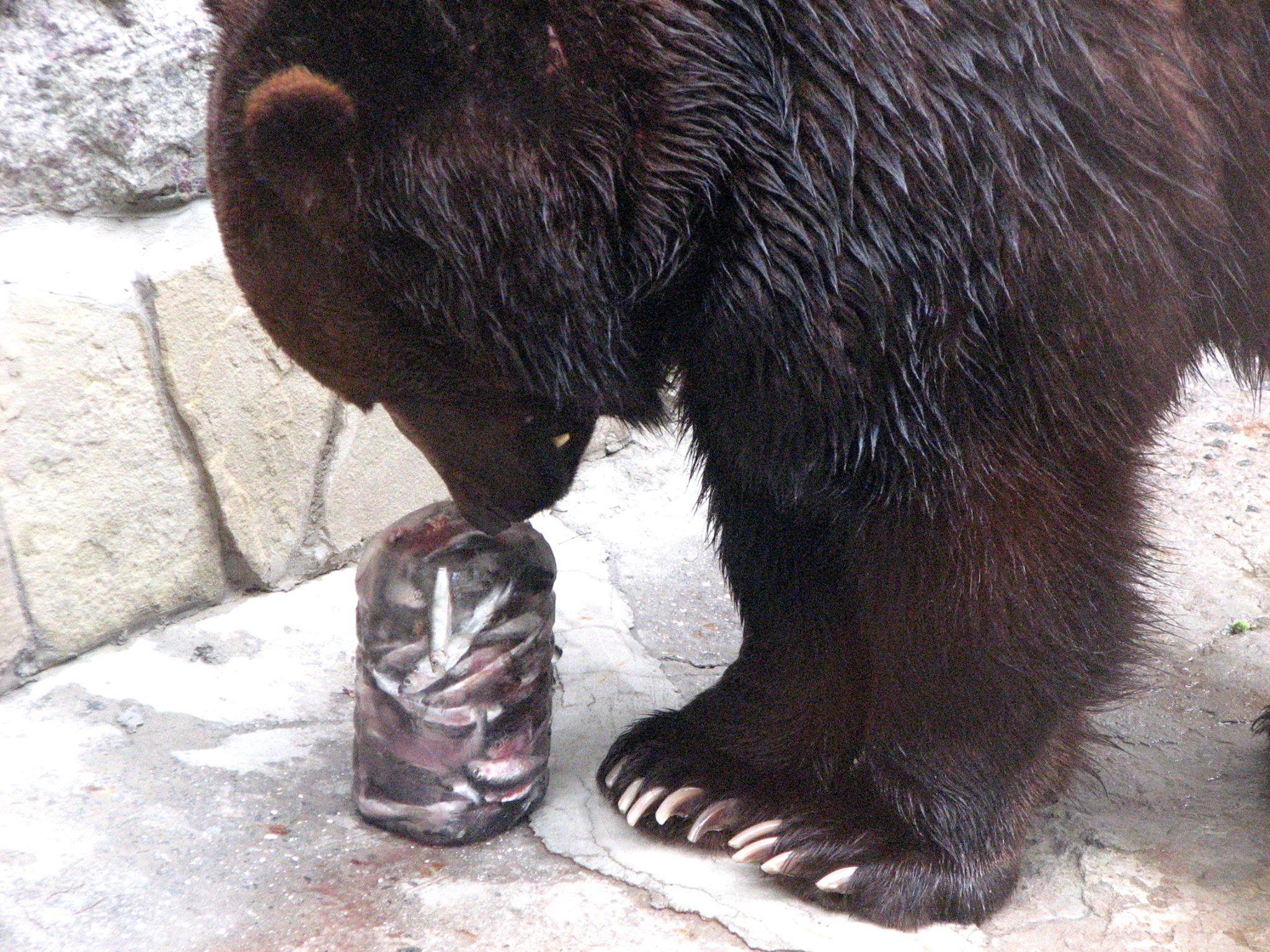 У Миколаївському зоопарку ведмедів освіжають рибним морозивом - фото 3