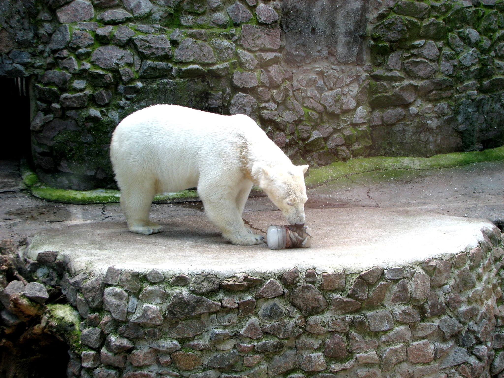 У Миколаївському зоопарку ведмедів освіжають рибним морозивом - фото 2