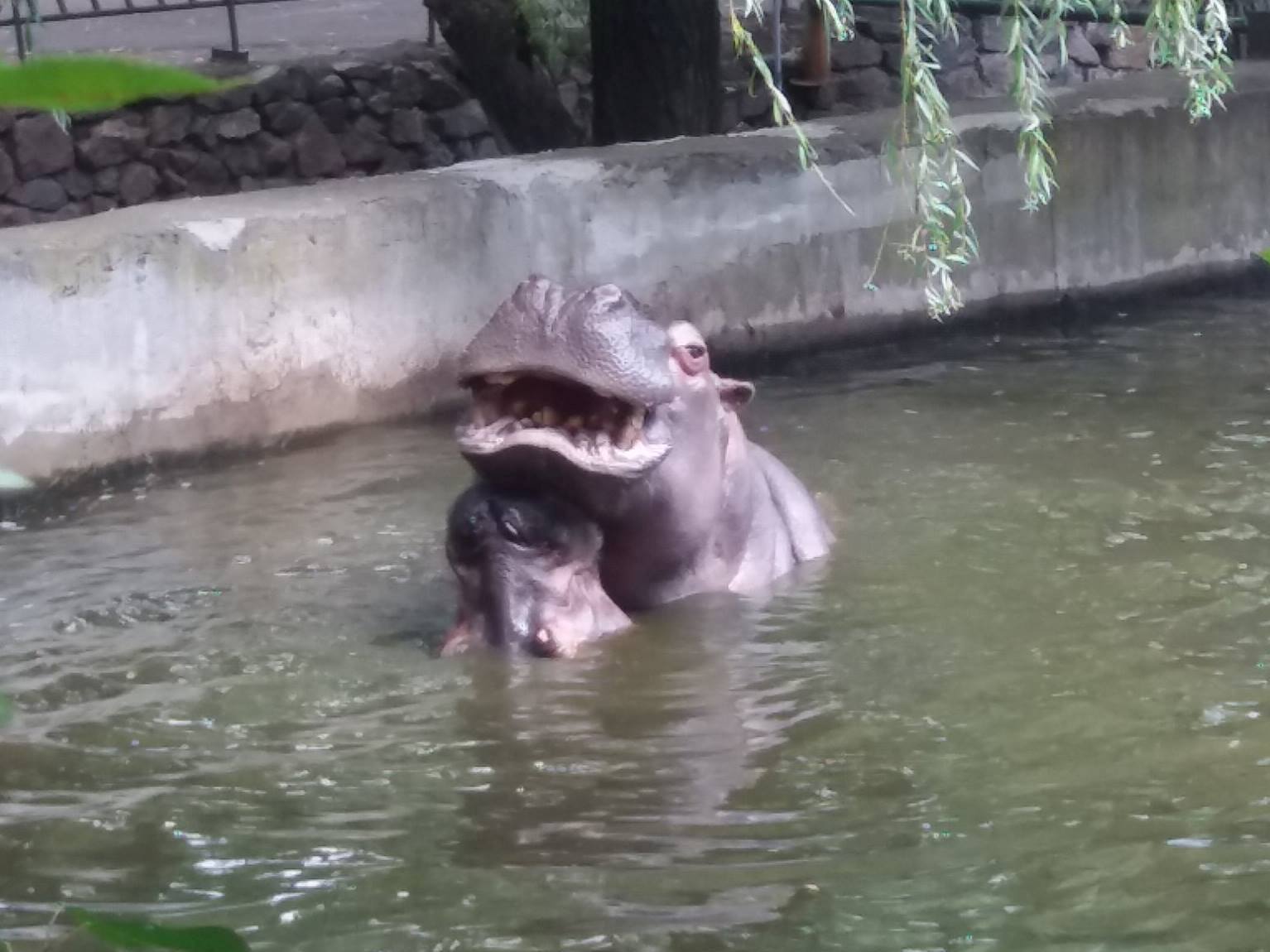 Як голубляться бегемоти в Миколаївському зоопарку - фото 5