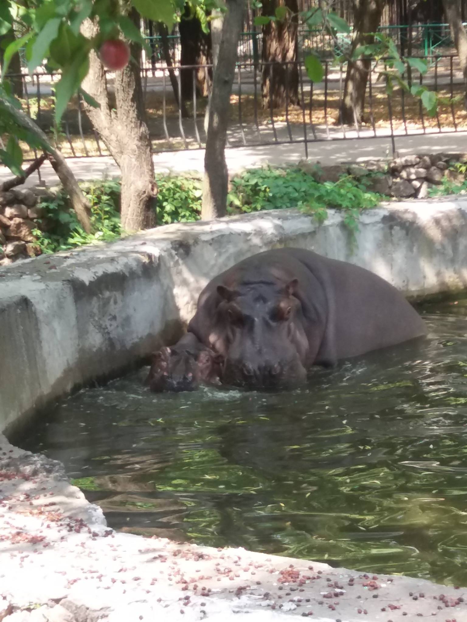 Як голубляться бегемоти в Миколаївському зоопарку - фото 4