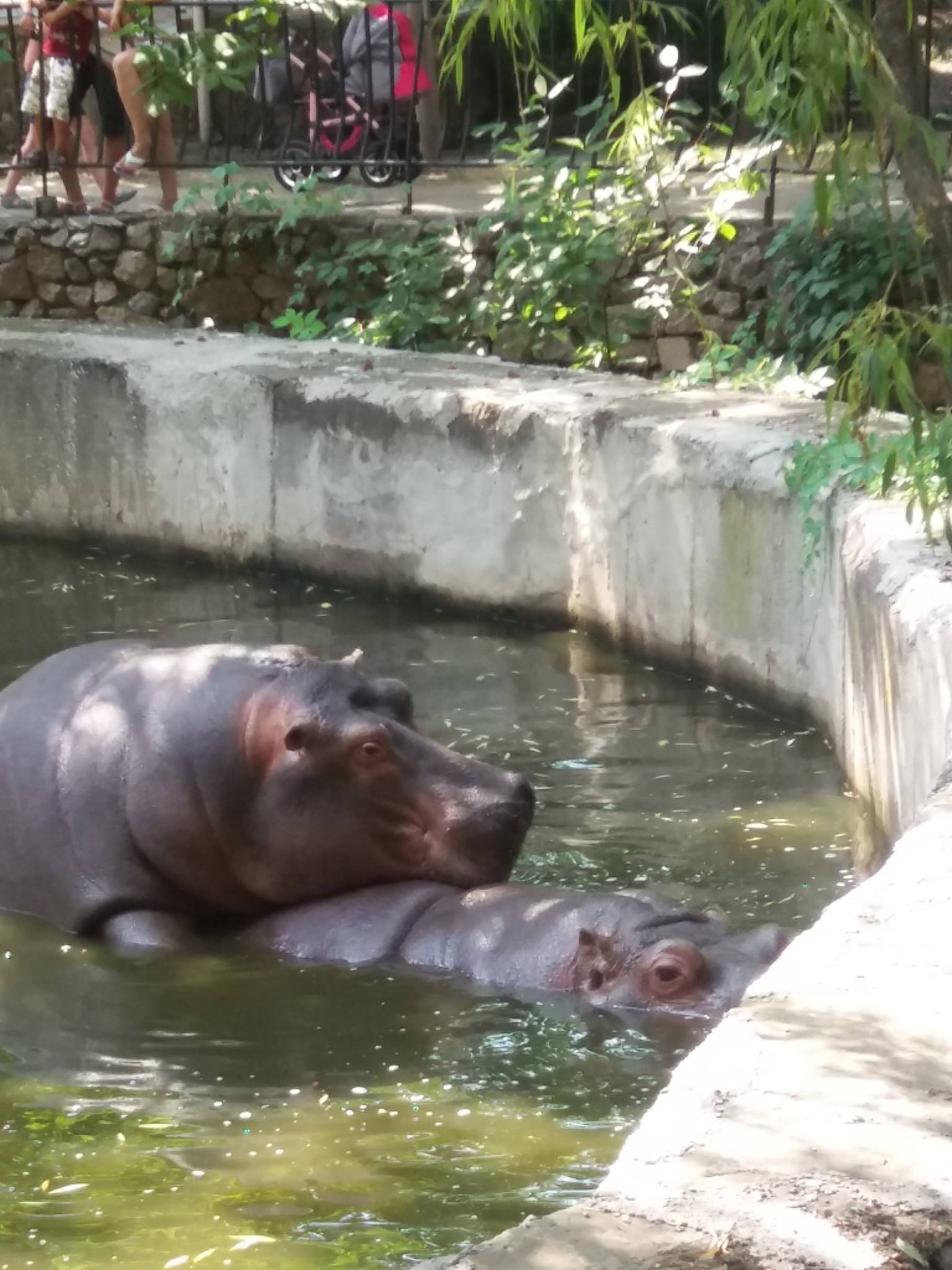 Як голубляться бегемоти в Миколаївському зоопарку - фото 2